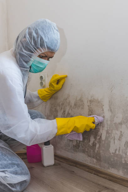 Best Attic Mold Removal  in Martinsville, NJ